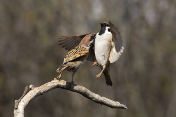 Дай обнять / ***