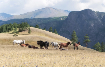 Гармония природы / ***