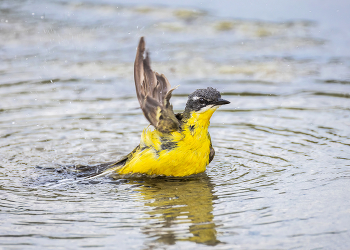 Привет! / Купание желтой трясогузки