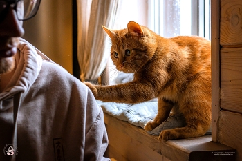 " - Мур, ты мой друг!" )) / " - Мур, ты мой друг!" ))
Снято: 9.03.2026 года
Модель: котик Батон и Даниил
Фотограф: Анастасия Белякова