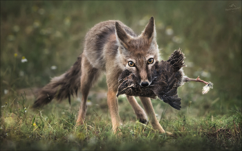 Кража со взломом / Корсак, степная лисица ( Vulpes corsac ) с добычей.
Окрестности Маныча, май 2025г.
(с) https://phototravel.pro