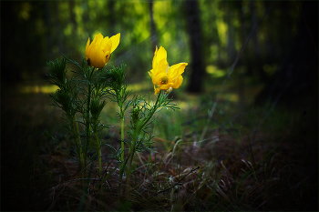 Первоцветы / Горицвет (Адонис) весенний. Adonis vernalis