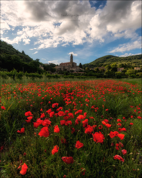 Arquà Petrarca / На переднем плане — раскинувшееся поле красных маков, оживляющее зелёную долину. На холме возвышается историческая деревня Аркуа-Петрарка с видимой церковью, утопающей в зелени.