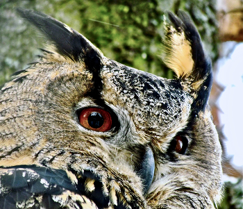 Филин обыкновенный / Филин обыкновенный (Европейский филин-пугач) Bubo bubo 
 Eagle Owl (англ.)

ТЕЛЕФОТО