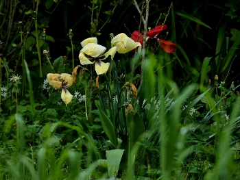 &nbsp; / Blick über den Rasen zu den welken Blumen