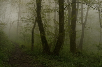 Туманное утро / Весенний лес
