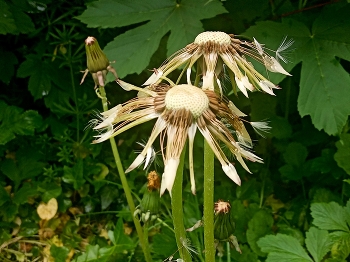 &nbsp; / ... sind die Pusteblumen gewaschen, nicht gepustet