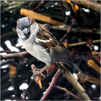 &nbsp; / Домовый воробей (Passer domesticus). Самец