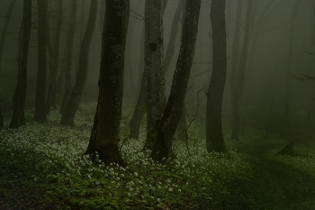 Хмурое утро / Весенний лес