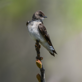 Northern rough-winged swallow / Northern rough-winged swallow