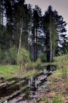 Пасмурным днём. / Томская область.