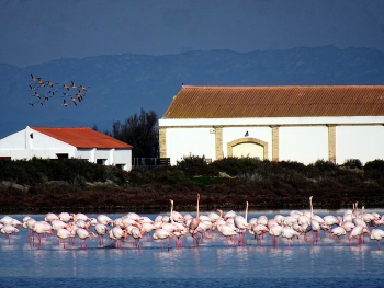 &nbsp; / Delta de l'Ebre - Flamencs a la Llacuna de la Tancada - Montsià