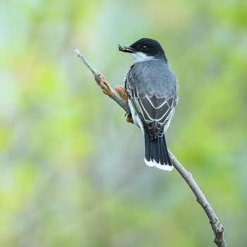 Eastern kingbird / Eastern kingbird