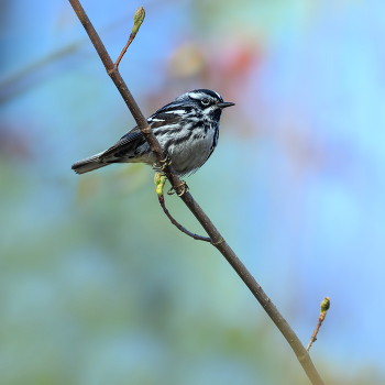 Black and White Warbler / Black and White Warbler