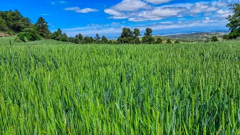 &nbsp; / Els Omells de na Gaià - Blat - L'Urgell