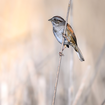 Swamp sparrow / Swamp sparrow