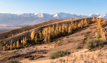 Мягкие краски осени / ***