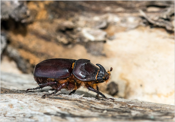 &nbsp; / Жук-носорог обыкновенный, или Дупляк-носорог (Oryctes nasicornis). Самец
