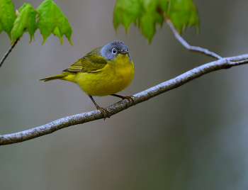 Nashville Warbler / Tennessee warbler