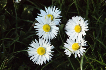 &nbsp; / *I really enjoy taking pictures of flowers. I think these white flowers are very pretty and I'd like to share them with you.
