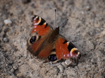 &nbsp; / A beautiful butterfly. Butterflies are also beautiful, and so small, yet they bring so much joy. Beautiful, colorful wings.