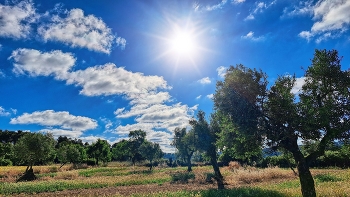 &nbsp; / Els Omells de na Gaià - camp oliveres - L'Urgell