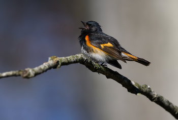 American Redstart / American Redstart
