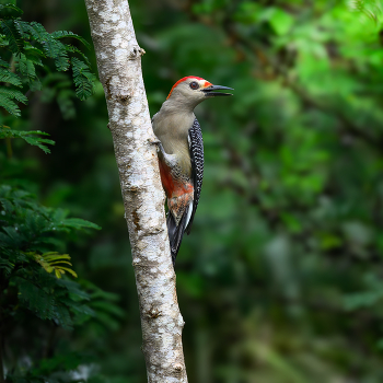 Golden-fronted Woodpecker / Golden-fronted woodpecker