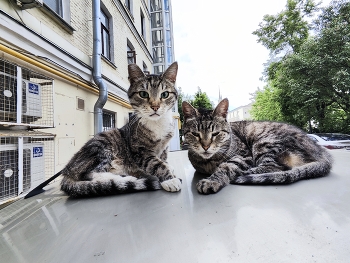 кошки / двор