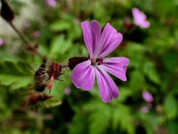 &nbsp; / Diese wildpflanze fühlt sich in meinem Garten wohl