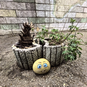 &nbsp; / ***
