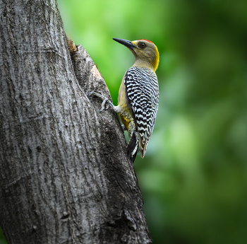 Hoffmann's Woodpecker (m) / Hoffmann's Woodpecker (m)