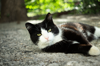 "Кошачий релакс" / Первый тест на автофокусный Carl Zeiss Jena Flektogon 35mm f/2.8 для Canon EF прошел успешно. Донор, отвечающий за автоматическую фокусировку, — Canon 40mm STM.