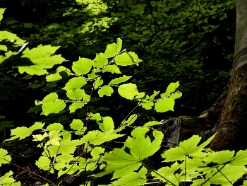 &nbsp; / Ein Lichtstrahl durch den Wald hatte mich eingeladen..