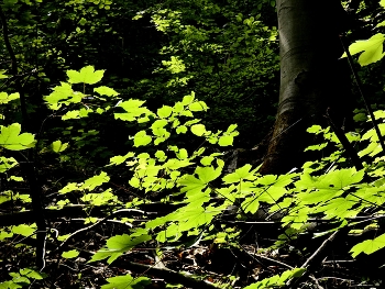 &nbsp; / etwas mehr vom Licht..