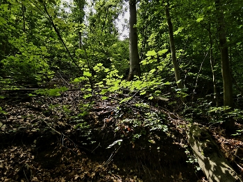 &nbsp; / Es war nur ein kleiner Lichtstrahl..