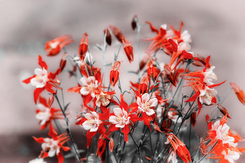 "Геометрия пламени" / Аквилегии гибридной сорта «Кримсон Стар» (лат. Aquilegia hybrida 'Crimson Star') .