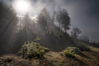 Forest In Clouds / Сванетия. Солнце просвечивало через низкие облака в горном лесу.