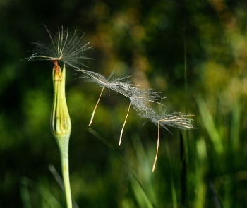 Танец / ***