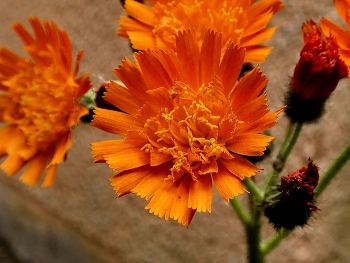 &nbsp; / Das orangerote Habichtskraut blüht wieder in meinem Garten