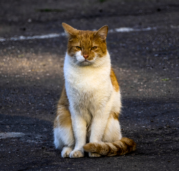 Летний кот ) / ***