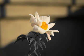 "Золотая лестница" / Пион молочноцветковый (Paeonia lactiflora). Также известный как: Пион белоцветковый, Пион японский, Пион китайский.