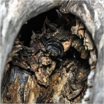 Мезальянс / Жук-олень (Lucanus cervus). Самка