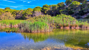 &nbsp; / L'Ametlla de Mar - Tres Cales (aiguamoll) - Baix Ebre
