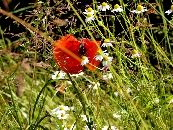 &nbsp; / Eine städtische Grünfläche mit viel Natur