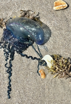 &nbsp; / Found on a beach