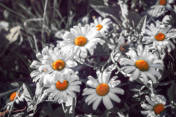 "Один из солнечных дней". / На фото растение под названием Leucanthemum superbum (лейкантема). По сути, настоящими ромашками считаются только растения рода Matricaria (матрикария). Однако в быту и садоводстве «ромашками» часто называют множество других видов из семейства Астровые (Сложноцветные), которые лишь внешне напоминают классическую ромашку. Настоящих видов (Matricaria) — около 20–25.

Визуально похожих (садовых и полевых) — сотни видов и тысячи сортов.