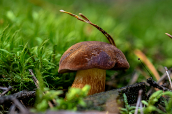 Гриб. / ***