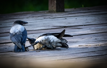 Признание ) / ***