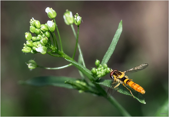 &nbsp; / Шароноска украшенная (Sphaerophoria scripta)